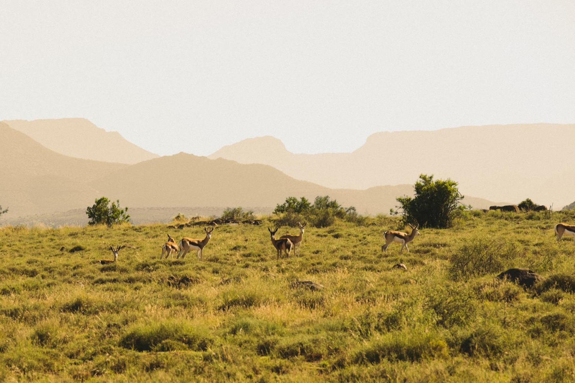 Buccara Wildlife Reserve Graaff-Reinet Екстериор снимка